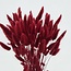Ruby-rode Lagurus droogbloemen | Lengte ± 65 centimeter | Gewicht ± 100 gram