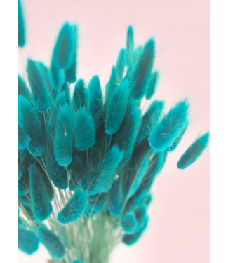 Dolce Vita Petrol Lagurus Trockenblumen | Länge ± 65 Zentimeter | Gewicht ± 100 Gramm