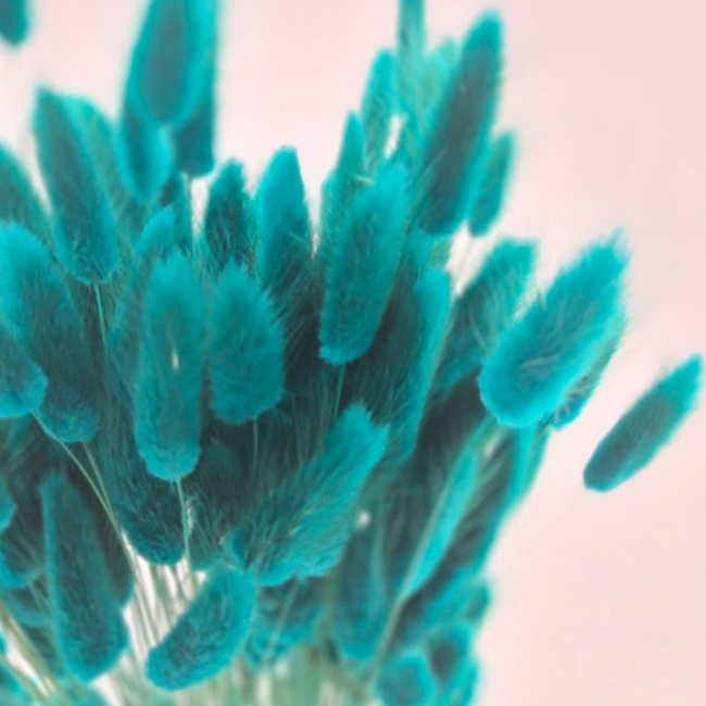 Petrol Lagurus dried flowers | Length ± 65 centimetres | Weight ± 100 grams