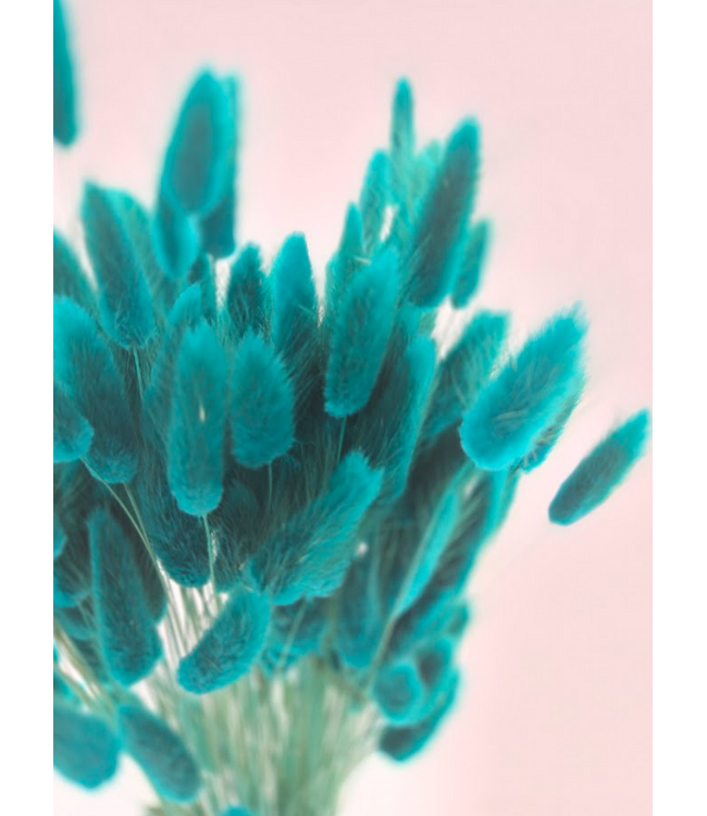 Petrol Lagurus dried flowers | Length ± 65 centimetres | Weight ± 100 grams