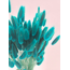 Petrol Lagurus droogbloemen | Lengte ± 65 centimeter | Gewicht ± 100 gram