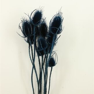 Dutch Dried Dark Blue Cardistella Thistles Dried Flowers | Length ± 60 centimetres | Per 10 stems