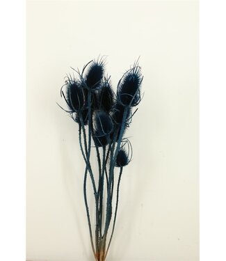 Dutch Dried Chardons Cardistella bleu foncé fleurs séchées | Longueur ± 60 centimètres | Par 10 branches
