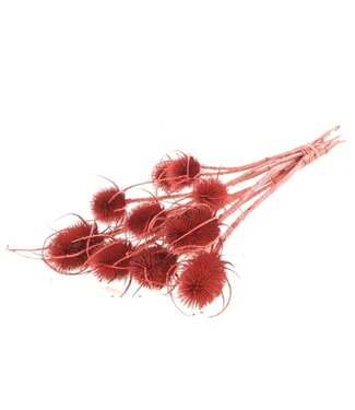 Dutch Dried Red Cardistella Thistles dried flowers | Length ± 60 centimetres | Per 10 stems
