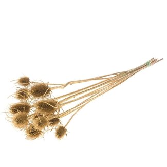 Dutch Dried Cardistella Chardons séchés dorés | Longueur ± 60 centimètres | Par 10 tiges