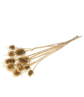 Dutch Dried Cardistella Chardons séchés dorés | Longueur ± 60 centimètres | Par 10 tiges