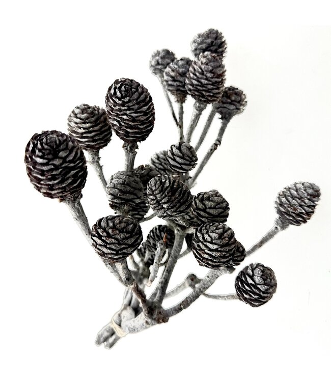 Grey Muirii dried flowers | Length ± 20 centimetres | Weight ± 50 grams