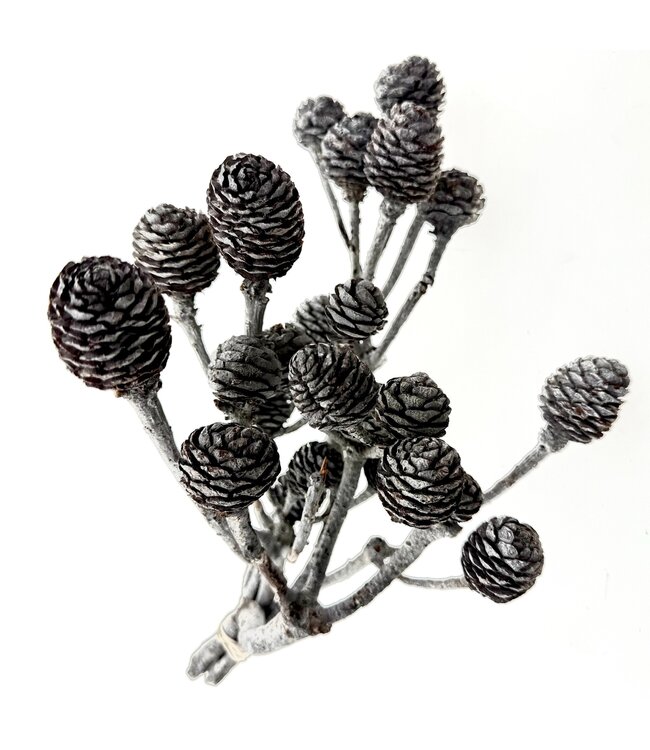 Grey Muirii dried flowers | Length ± 20 centimetres | Weight ± 50 grams