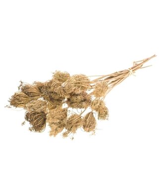 Dutch Dried Brown Ammi Majus dried flowers | Length ± 70 centimetres | Per 10 stems