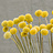 Craspedia (Billy Buttons)