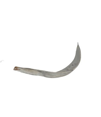 4A Dried Coconut Leaf | Colour: Natural White | Dried Decoration | Length 27 - 40 centimetres | Per 10 pieces