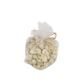 4A Astrea Calcar Schelpen | Kleur: Crèmekleurig | Per 750 gram schelpen