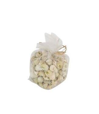 4A Astrea Calcar Muscheln | Farbe: Cremefarben | Pro 750 Gramm Muscheln