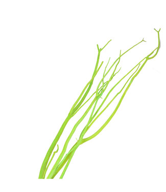 4A Gedroogde Mitsumata vlok Takken | Kleur: Appelgroen | Droogdecoratie | Lengte ± 115 centimeter | 3 takken per bos | Per bos