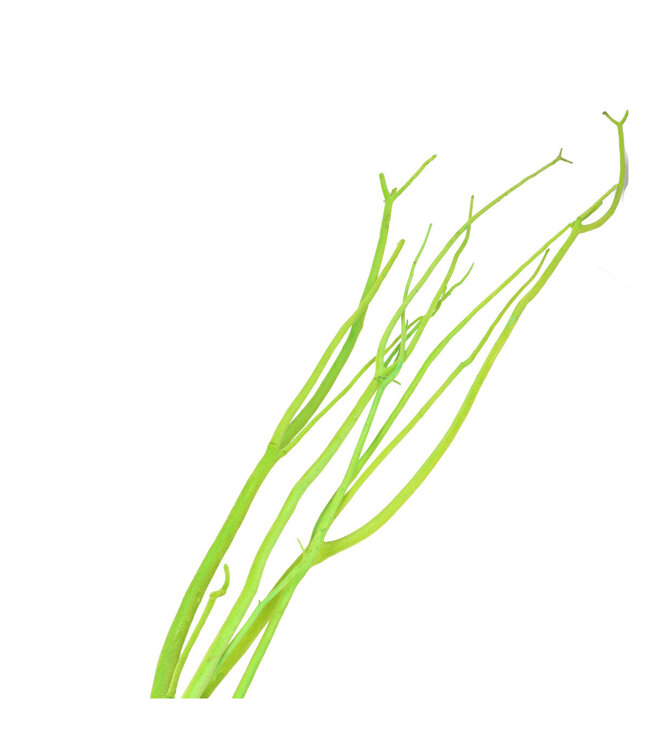 Branches de Mitsumata séchées | Couleur : Vert pomme | Décoration sèche | Longueur ± 115 centimètres | 3 branches par bouquet | Par bouquet