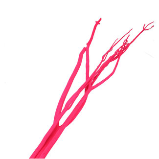 4A Branche de Mitsumata séchée | Couleur : Fuchsia | Décoration séchée | Longueur ± 115 centimètres | 3 branches par bouquet | Par bouquet