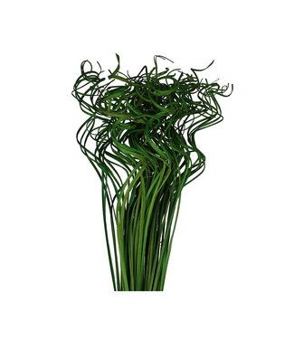 4A Feuille de palmier séchée Nerf | Curly Ting Ting | Couleur : Vert pomme | Décoration sèche | Longueur ± 70 centimètres | Poids 200 grammes | Par bouquet