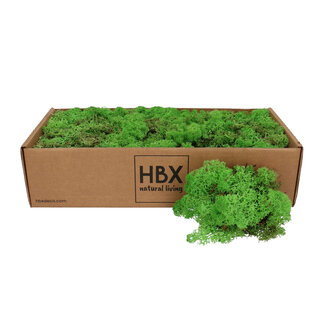 4A Gedroogd Rendiermos | Kleur: Lichtgroen | Droogdecoratie | Gewicht 400 - 500 gram | Per stuk