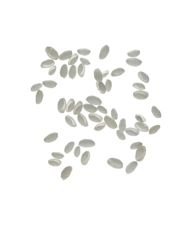 Coquillages Bubble Shell | Couleur : Blanc Naturel | Par 250 grammes de coquillages