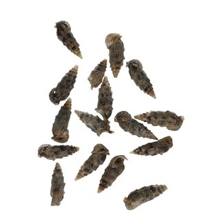 4A Cerethium Aloco Shells | Colour: Brown | Per 500 grams of shells