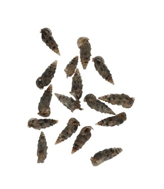 4A Cerethium Aloco Schelpen | Kleur: Bruin | Per 500 gram schelpen