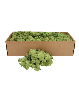4A Dried Reindeer Moss | Colour: Apple Green | Dried Decoration | Weight 400 - 500 grams | Per piece