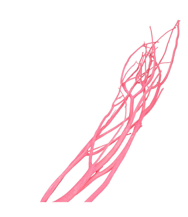 Branche de Mitsumata séchée | Couleur : Rose | Décoration sèche | Longueur ± 115 centimètres | 3 branches par bouquet | Par bouquet