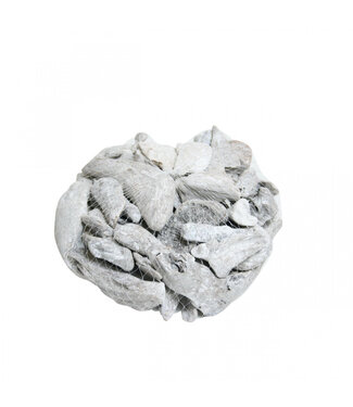 4A Dried Driftwood | Driftwood | Colour: Natural White | Dried Decoration | Weight 300 - 500 grams | Per piece