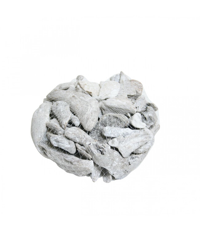 Dried Driftwood | Colour: Natural White | Dry Decoration | Weight 300 - 500 grams | Per piece