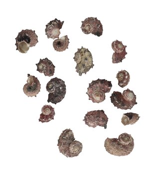 4A Delphinula Lacianiata Muscheln | Farbe: Lila | Pro 500 Gramm Muscheln