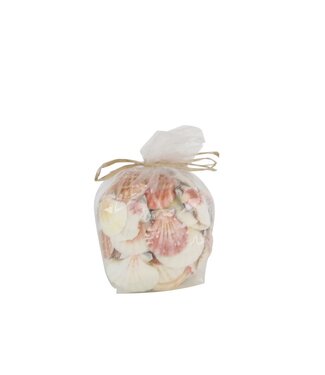 4A Pecten Vexillum Coquillages | Couleur : Crème | Par 500 grammes de coquillages