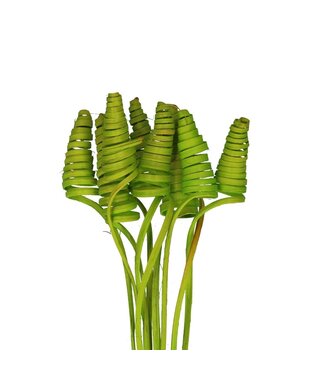 4A Palmspirale auf Stiel | Farbe: Apfelgrün | Cane Cone Stecker | Länge Stecker ± 50 Zentimeter | Pro 10 Stecker