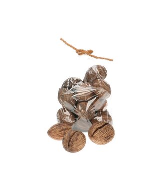 4A Getrocknete Mintolla Samenkapsel | Pong Pong Mintolla | Farbe: Naturweiß Braun | Trockenblumen-Dekoration | Durchmesser 6 - 10 Zentimeter | Pro 20 Stück