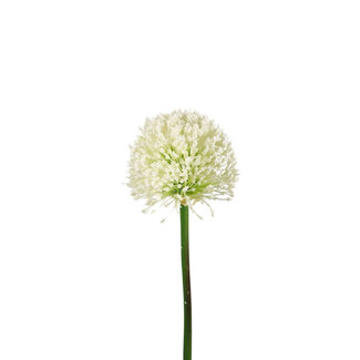 4A Allium Artificial Flower | Colour: Cream | Ornamental Onion Artificial Flowers | Length ± 62 centimetres | Per 6 artificial flowers