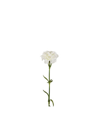 4A Anjer Kunstbloem | Kleur: Naturelle Wit | Dianthus kunstbloemen | Lengte ± 53 centimeter | Per 6 kunstbloemen