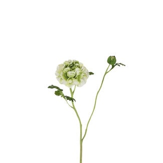 4A Ranonkel Kunstbloem | Kleur: Lichtgroen | Ranunculus kunstbloemen | Lengte ± 67 centimeter | Per 6 kunstbloemen