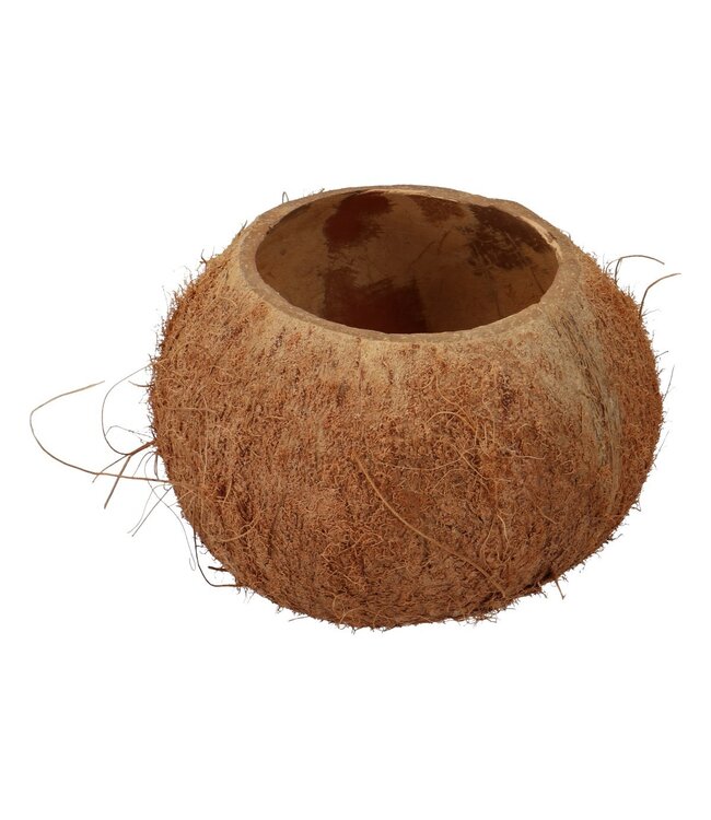 Moitiés de Noix de Coco Séchées | Couleur : Marron | Décoration Sèche | Par 3 pièces