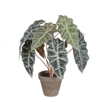 4A Plante artificielle géante avec pot | Couleur : Vert | Plante artificielle Alocasia | Diamètre ± 13 - 36 centimètres | Hauteur ± 44 centimètres | Par 6 plantes artificielles