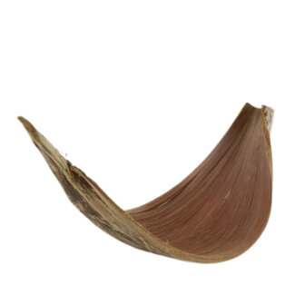 4A Droogvrucht Galara groot | Kleur: Bruin | Lengte 60 centimeter | Per stuk