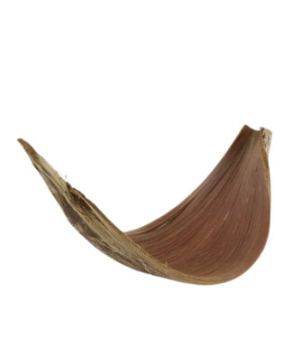 4A Fruit sec Galara grand | Couleur : Brun | Longueur 60 centimètres | Par pièce