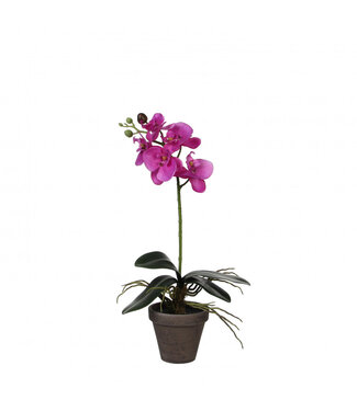 4A Schmetterlingsorchidee Kunstpflanze mit Topf | Farbe: Fuchsia | Phalaenopsis Kunstpflanze | Durchmesser ± 11 - 13 Zentimeter | Höhe ± 48 Zentimeter | Pro 6 Kunstpflanzen