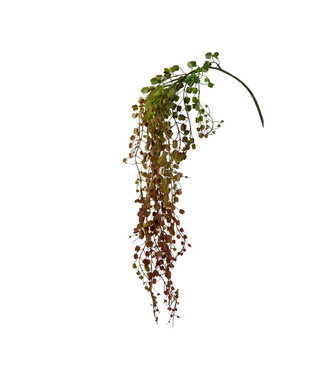 4A Muehlenbeckia Kunstpflanze | Farbe: Grün | Länge ± 82 Zentimeter | Pro Kunstpflanze