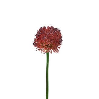 4A Allium Kunstbloem | Kleur: Paars | Sierui kunstbloemen | Lengte ± 62 centimeter | Per 6 kunstbloemen
