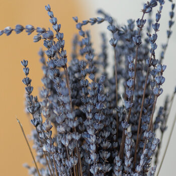 Getrockneter Lavendel