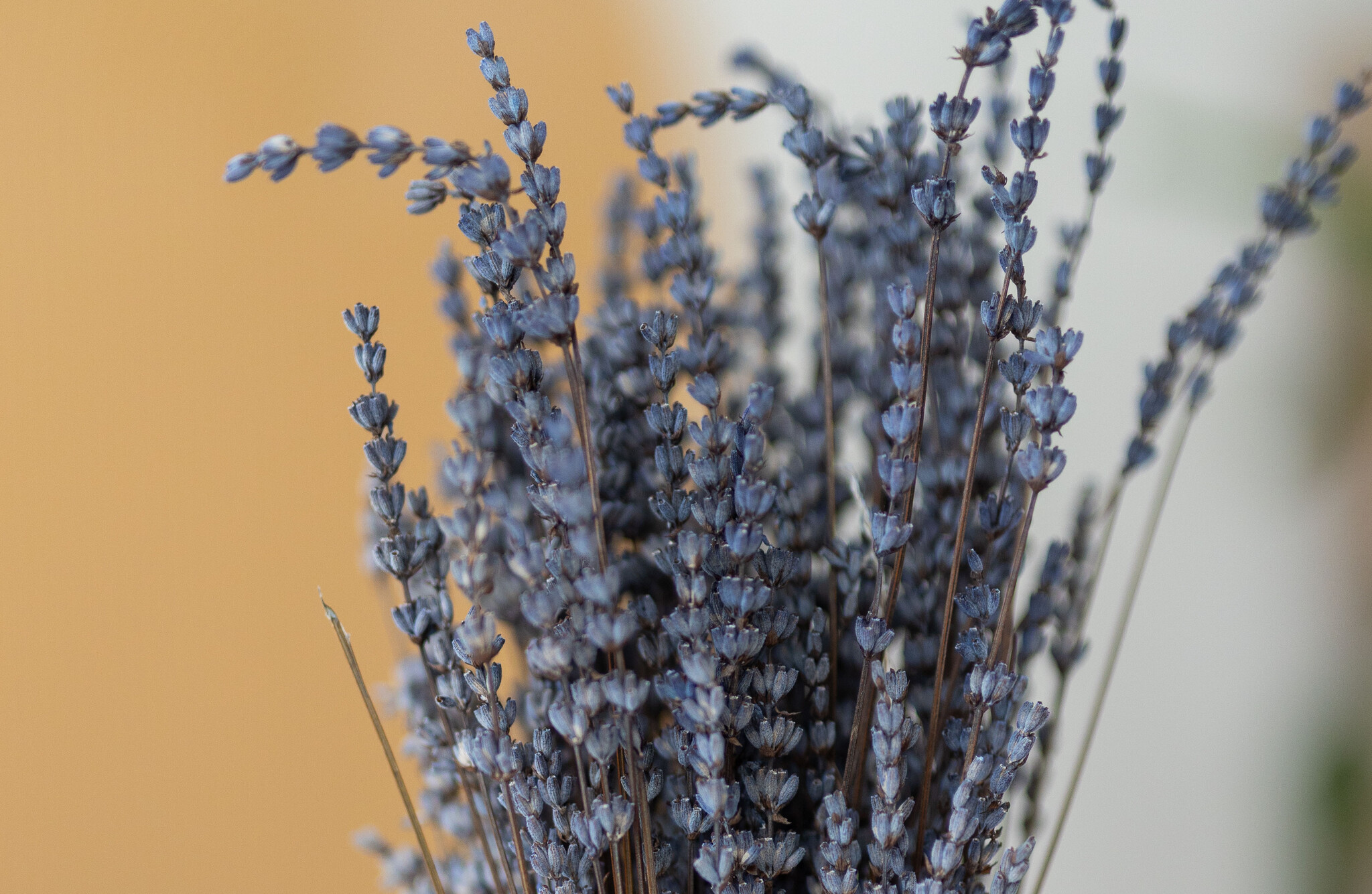 Gedroogde Lavendel | verschillende soorten | per bos verkrijgbaar