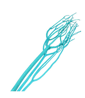 4A Brindilles de Mitsumata séchées | Couleur : Turquoise | Décoration sèche | Longueur ± 115 centimètres | Par 3 brindilles