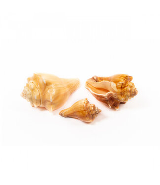 4A Rote Mulli Muscheln | Farbe: Hellbraun | Pro Kilo Muscheln