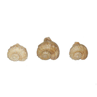 4A Chirater Muscheln | Farbe: Cremefarben | Pro Kilo Muscheln