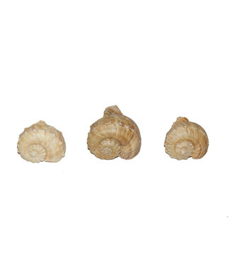 4A Chirater Schelpen | Kleur: Crèmekleurig | Per kilo schelpen