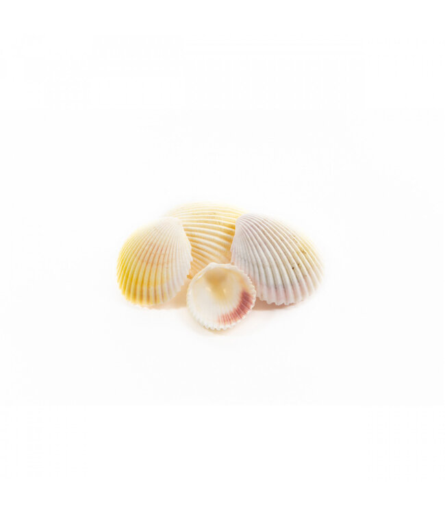 Coquilles de Coque | Couleur : Blanc Naturel | Par kilo de coquilles